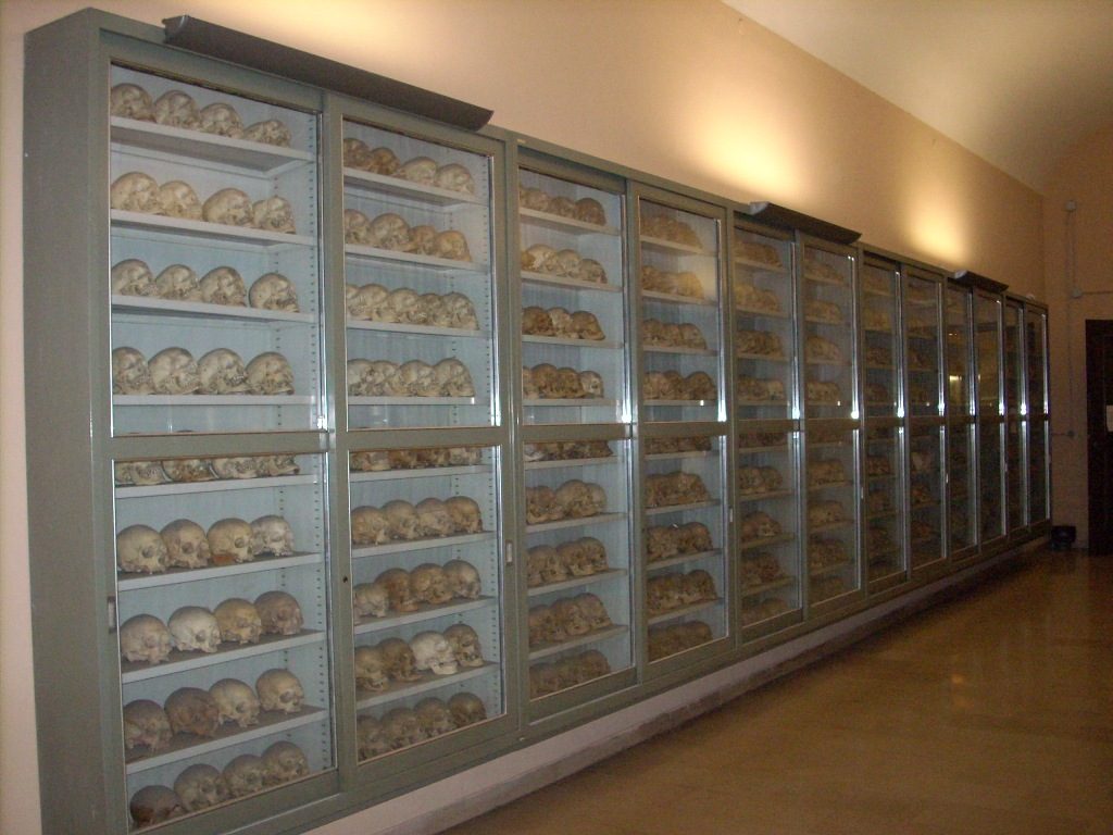 Luigi Calori skulls collection, Bologna.jpg